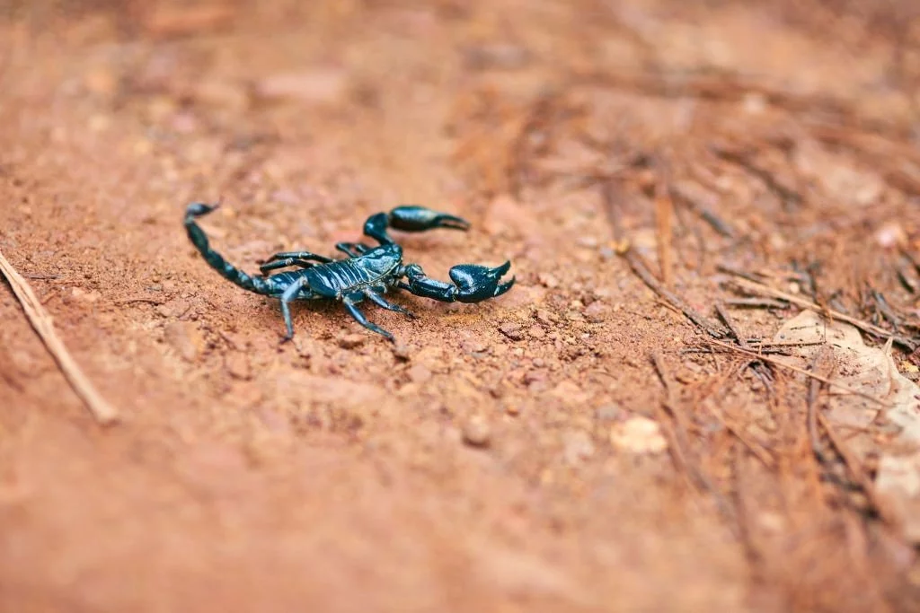 Was bedeutet es, von Skorpion zu träumen? 1